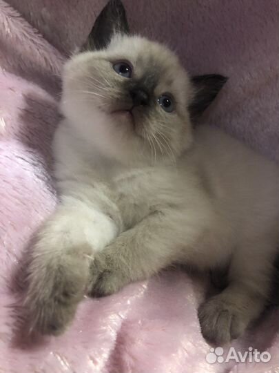 Котята в добрые руки приучены к лотку