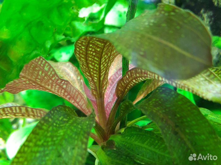 Эхинодорус медведь малый