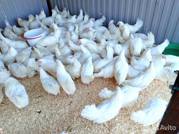 Куры несушки