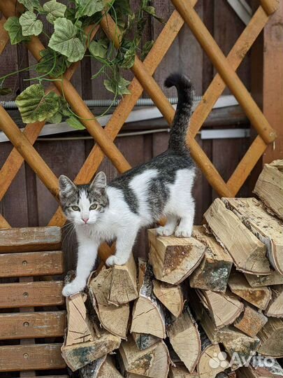 Котята в добрые руки бесплатно