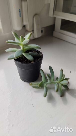 Суккуленты очиток