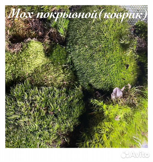 Мох покрывной (коврик)