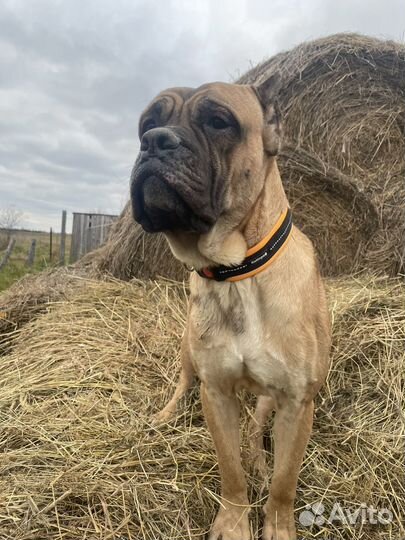 Кане корсо кобель в добрые руки