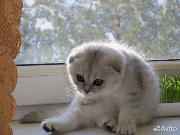 Продам котенка