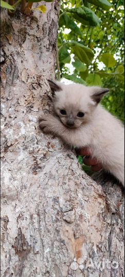 Тайский котенок