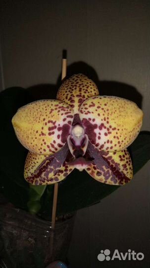 Орхидея Zheng Min Anaconda