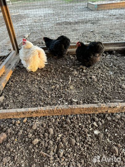 Цыплята карликовые Кохинхина