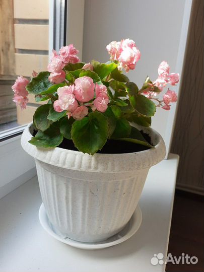 Бегония махровая