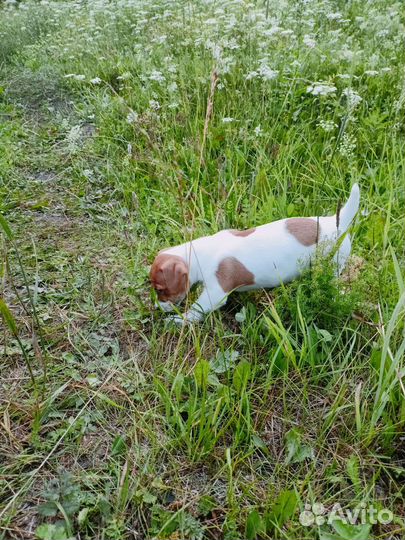 Джек Рассел терьер