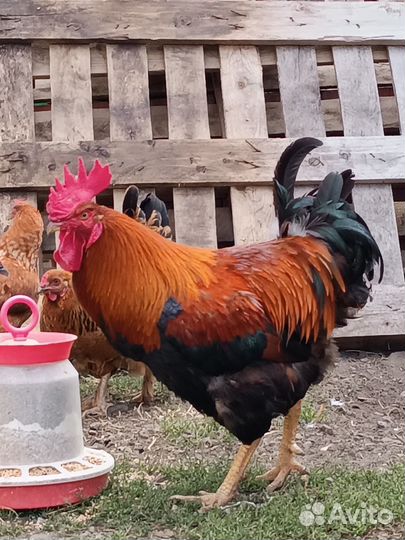 Петух породы Московская черная