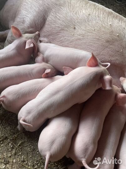 Поросята породы см 1