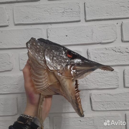 Чучело головы щуки