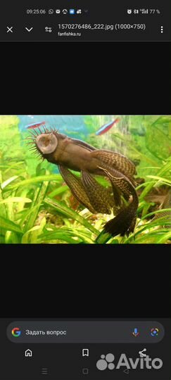 Сомики анциструсы