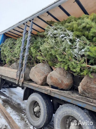 Сосна обыкновенная из питомника