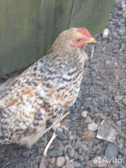 Молодые петухи