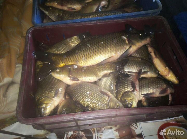 Продам рыбу