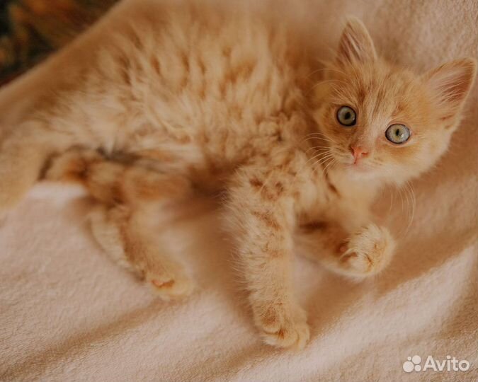 Пушистый рыжий котенок в дар 1,5 мес