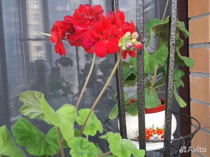 Денежное дерево или Толстянка