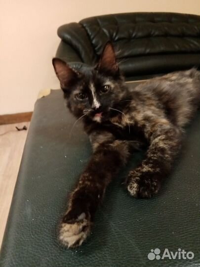 В добрые руки