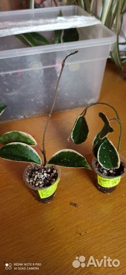 Редкие хойи