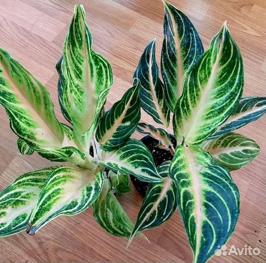 Аглаонема панама ванила