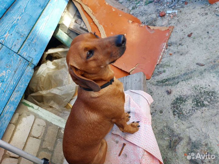 Случка собак