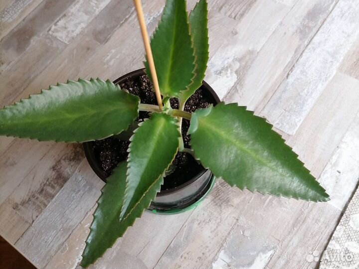 Каланхоэ лечебное