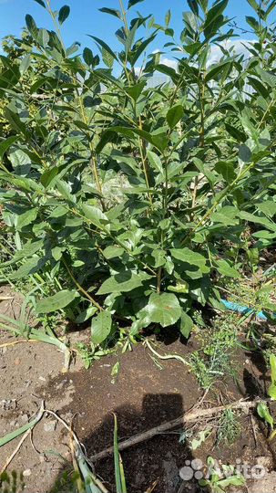 Вишня Шоколадница