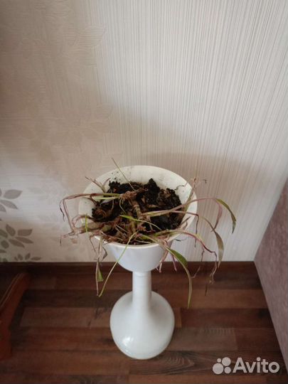 Комнатное растение в дар