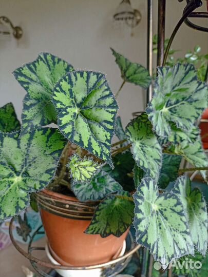 Бегония королевская. Взрослые растения