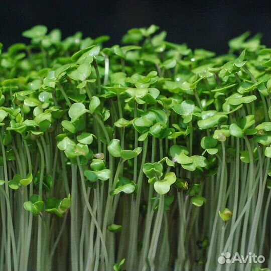 Семена для микрозелени