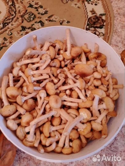 Опята свежие