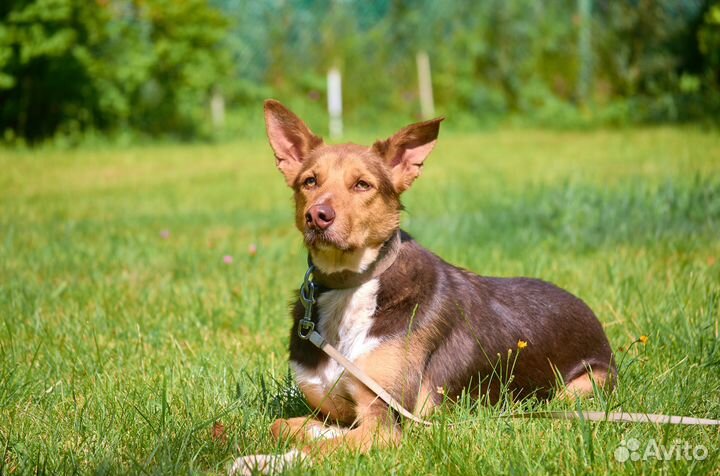 Шикарный Яков