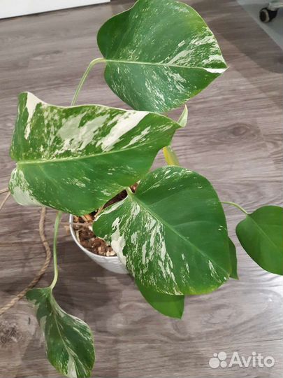 Монстера вар сингониумы