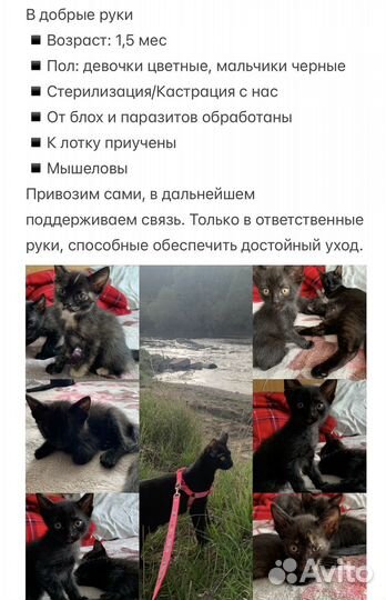 Котята