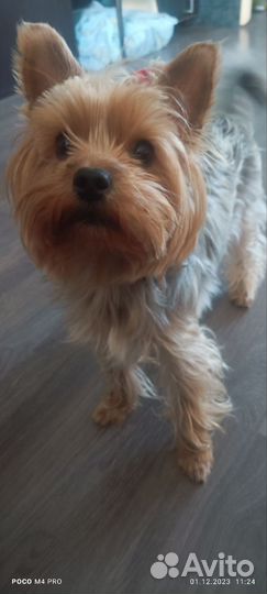 Йоркширский терьер щенки 25 09 2024