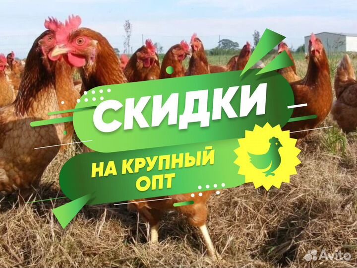 Курочки несушки фермерские молодки