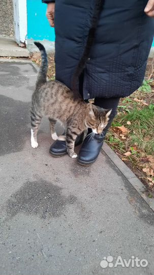 Васятка ласковый котик