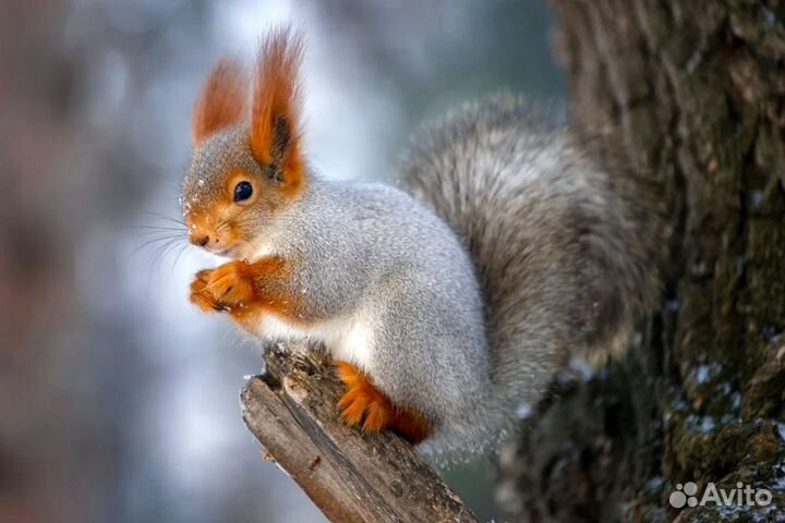 Белку или бельчонка