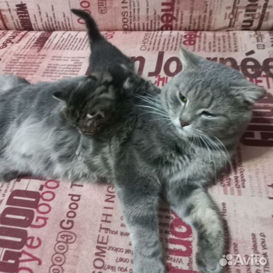 Отдам красивых котят от британского кота (метисы)