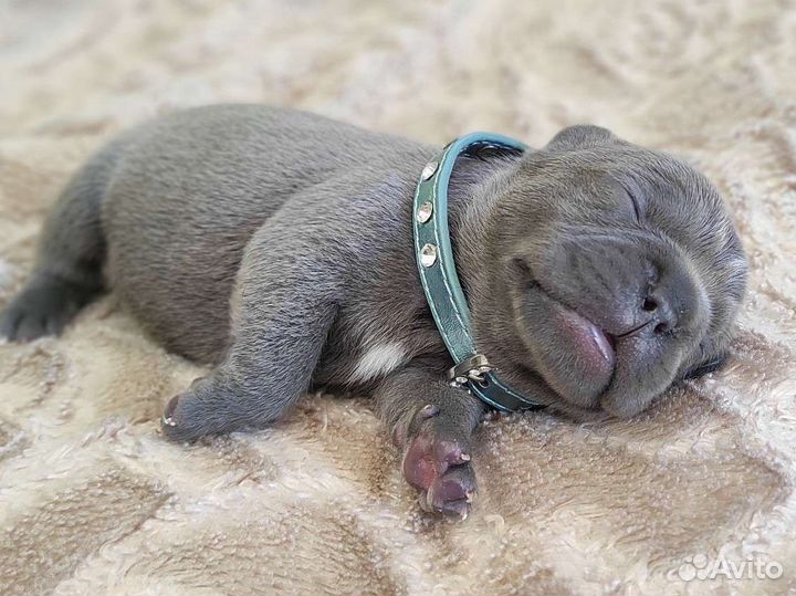 Щенки французского бульдога разных окрасов