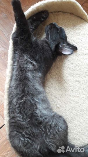 Котенок мальчик в добрые руки