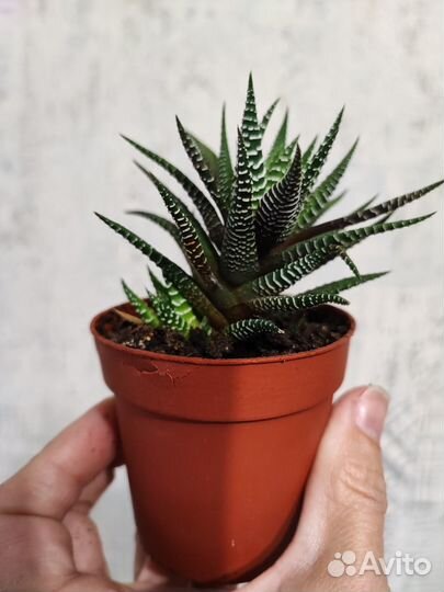 Суккуленты Хавортия и Гониалоэ