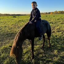 Продается пони