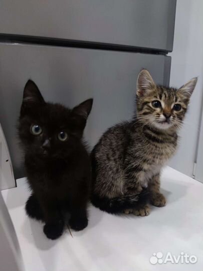 Котята мальчики