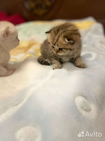 Шотландская