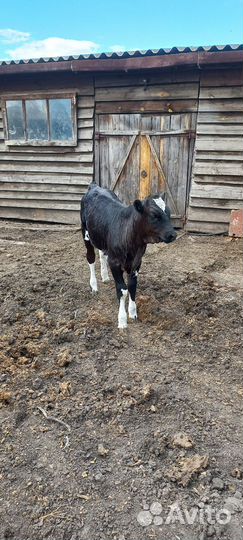 Телочка 2 месяца