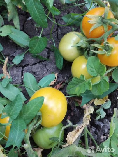 Семена низкорослых томатов
