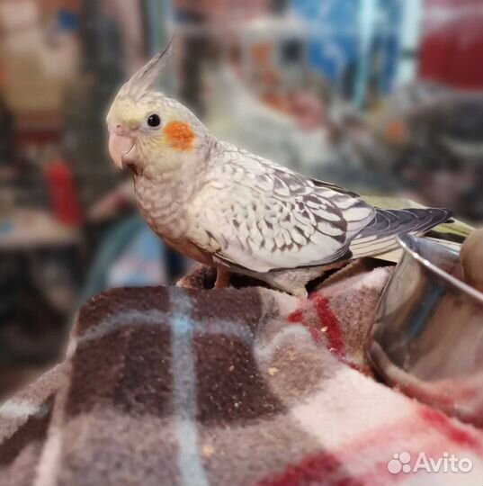 Птенец попугая кореллы