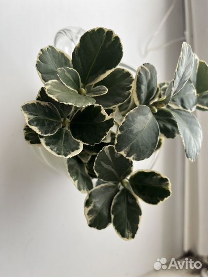 Бересклет вечно зеленый кустарник